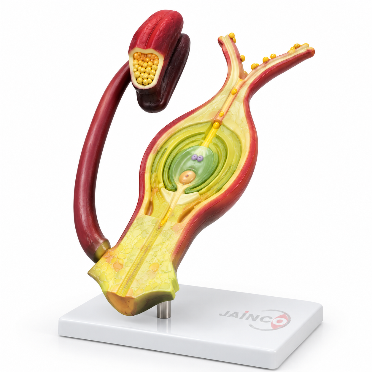 Fertilization of the Angiosperms